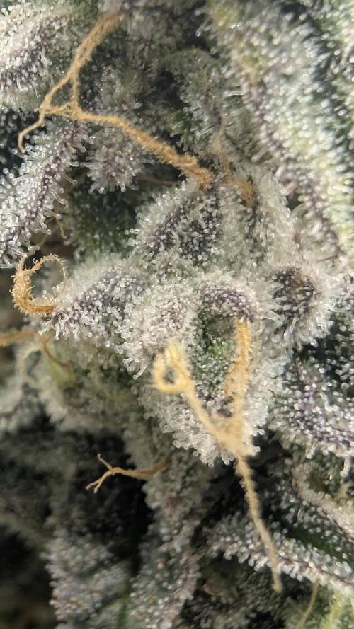 Mimosa x Orange Punch | Autopot - Athena. Week 12