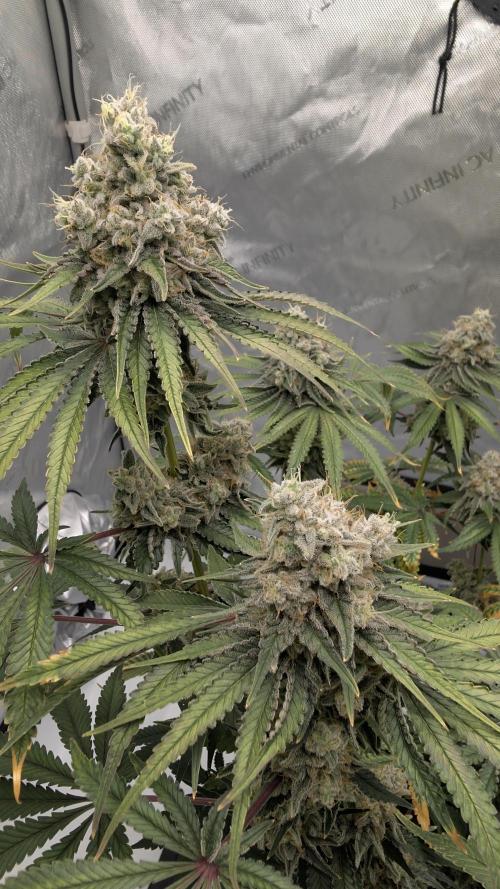 Mimosa x Orange Punch. Week 12