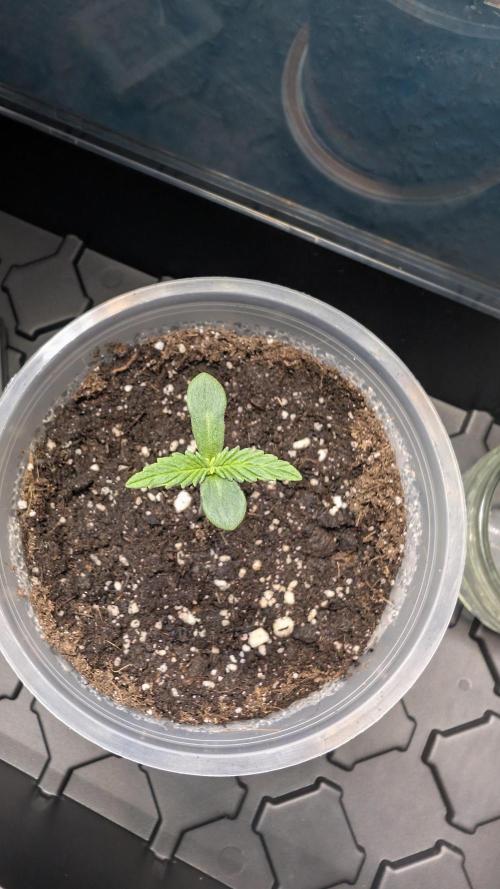Strawberry Banana Auto - Outdoor. Week 0