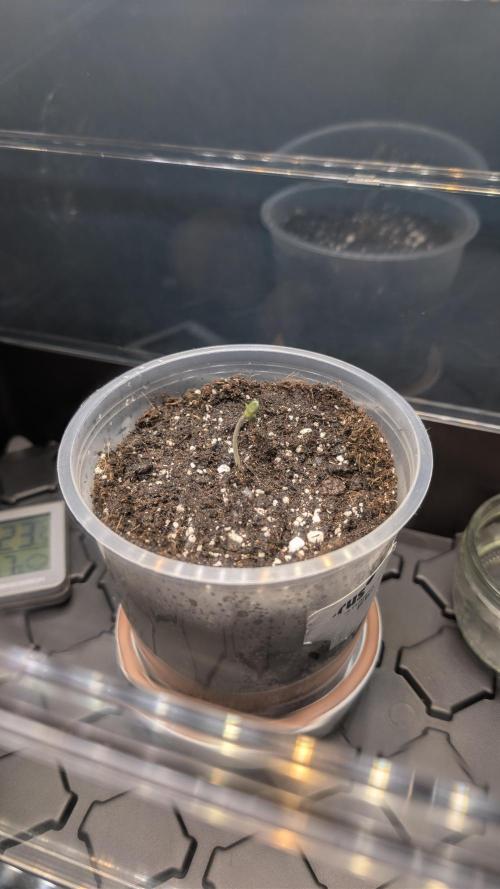 Strawberry Banana Auto - Outdoor. Week 0