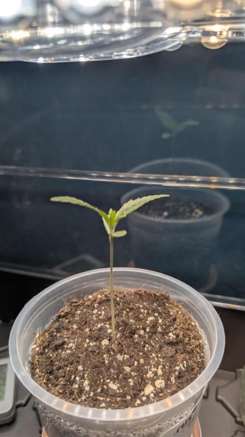 Strawberry Banana Auto - Outdoor. Week 0