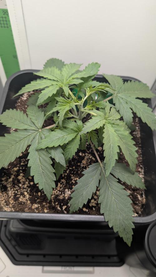 Pineapple Pulse Auto. Week 2
