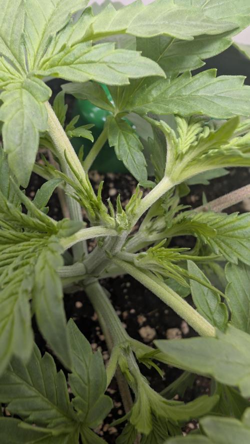 Pineapple Pulse Auto. Week 2
