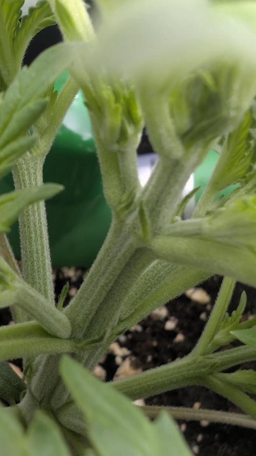 Pineapple Pulse Auto. Week 2