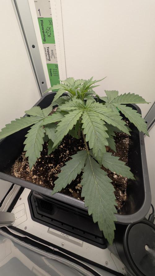 Pineapple Pulse Auto. Week 2