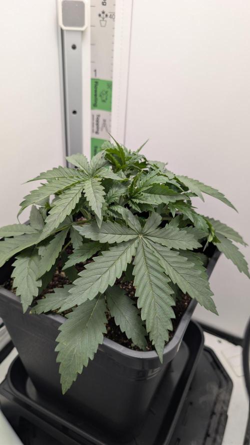 Pineapple Pulse Auto. Week 2
