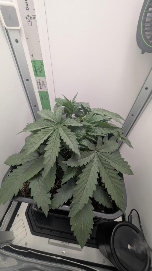 Pineapple Pulse Auto. Week 2