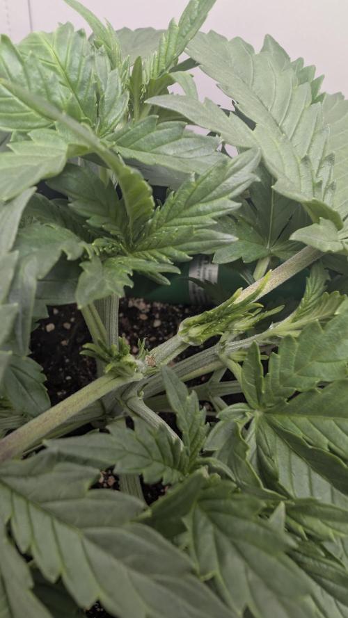Pineapple Pulse Auto. Week 2