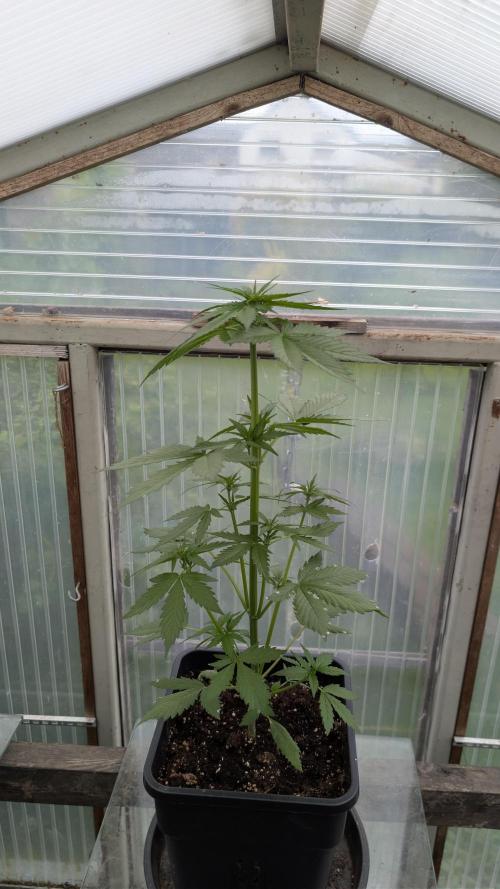 Wild Thai Automatic. Week 3