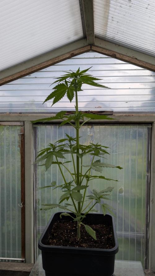 Wild Thai Automatic. Week 3