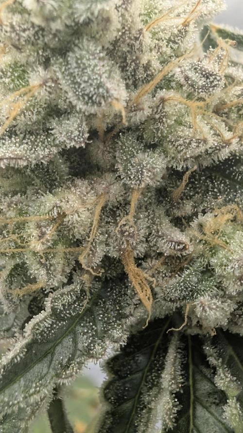 Mimosa x Orange Punch | Autopot - Athena. Week 13