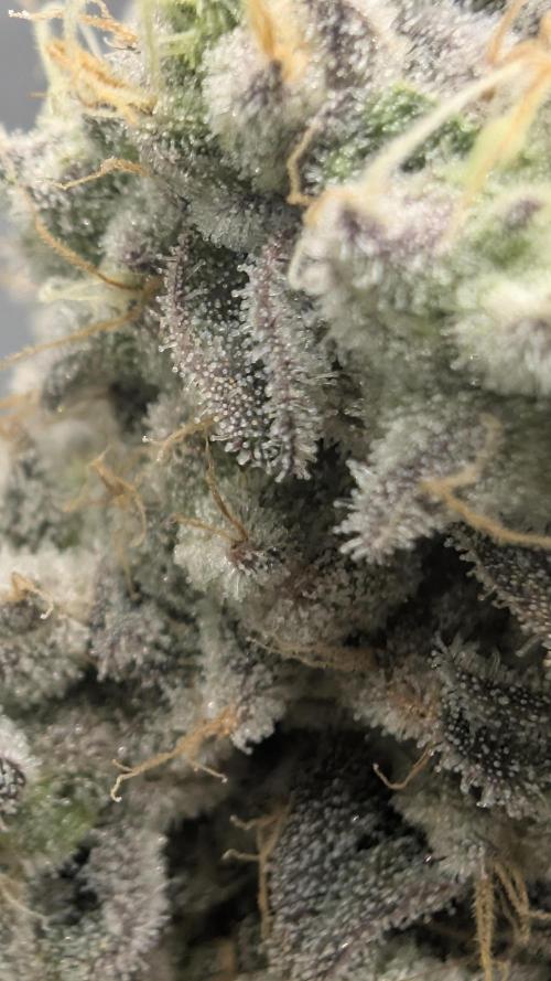 Mimosa x Orange Punch | Autopot - Athena. Week 13
