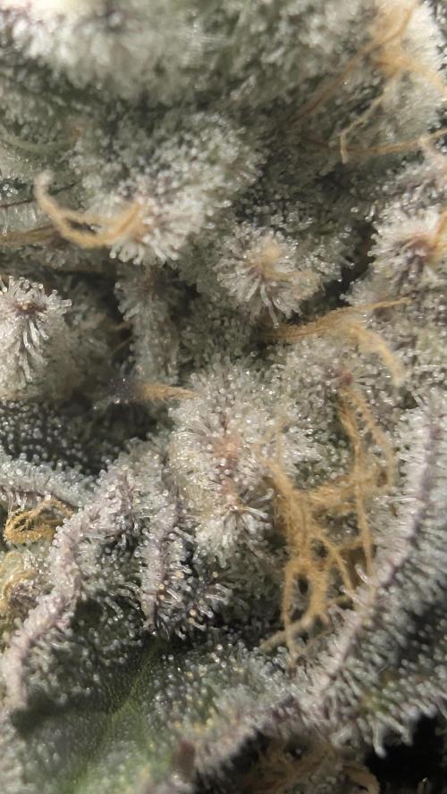 Mimosa x Orange Punch | Autopot - Athena. Week 13