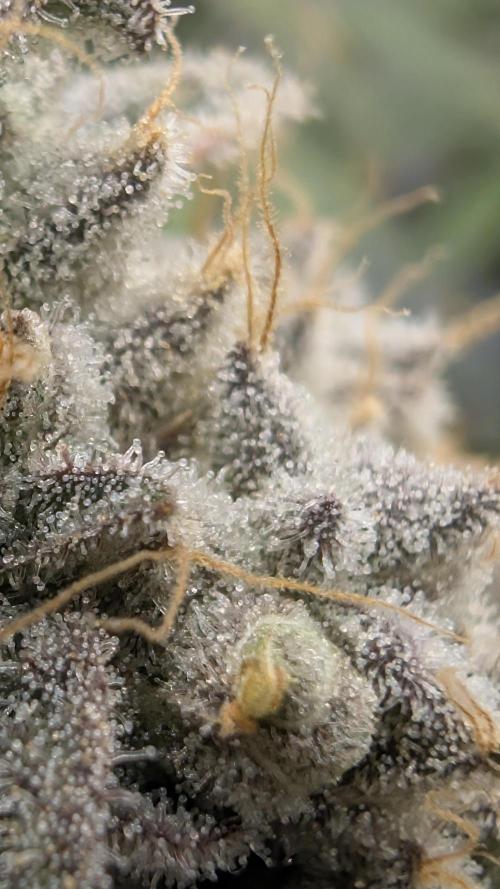 Mimosa x Orange Punch | Autopot - Athena. Week 13