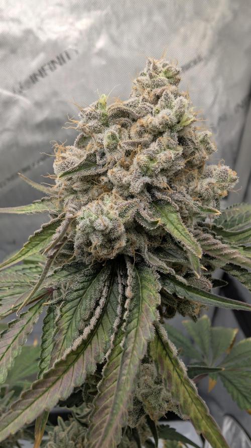 Mimosa x Orange Punch | Autopot - Athena. Week 13
