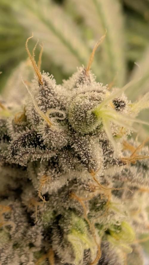 Mimosa x Orange Punch | Autopot - Athena. Week 13