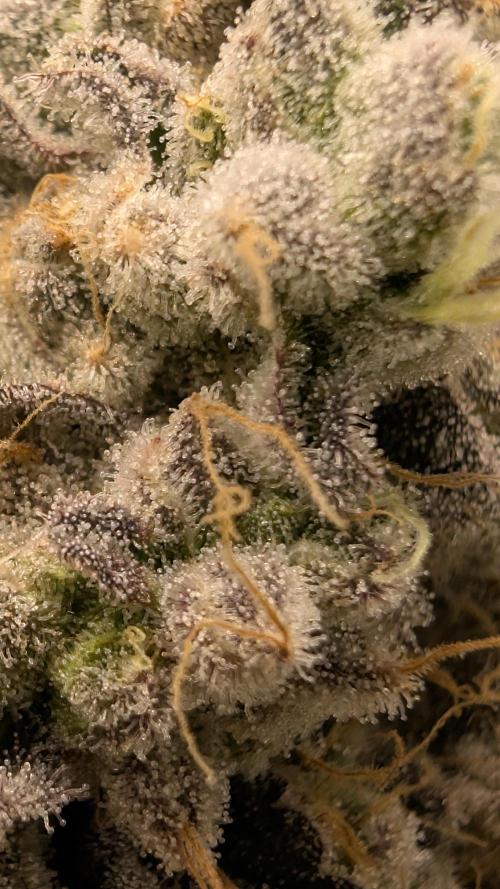 Mimosa x Orange Punch | Autopot - Athena. Week 13