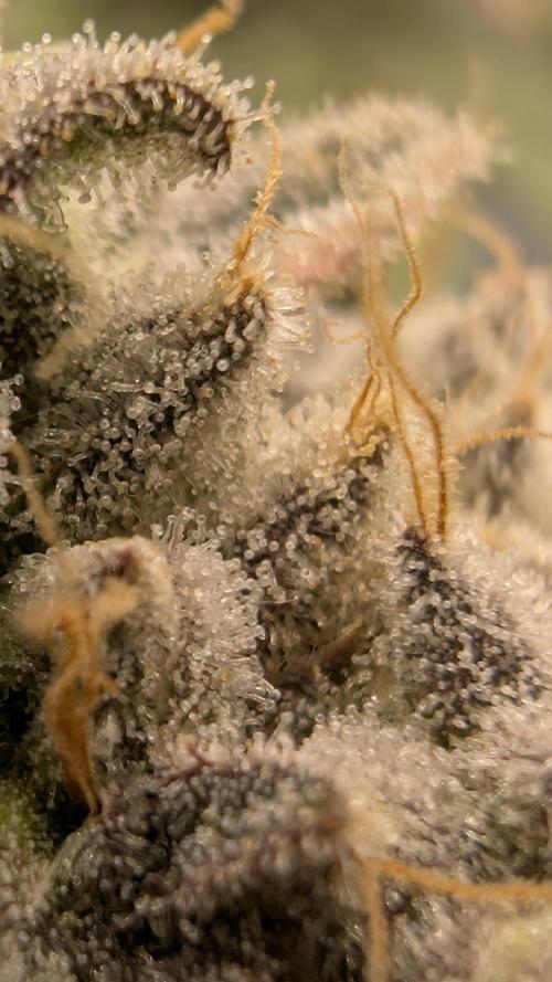 Mimosa x Orange Punch | Autopot - Athena. Week 13