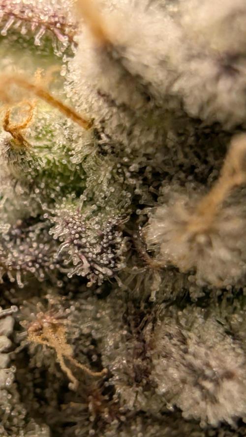 Mimosa x Orange Punch | Autopot - Athena. Week 13