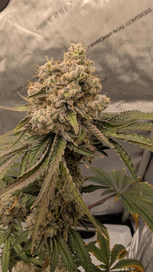 Mimosa x Orange Punch | Autopot - Athena. Week 13