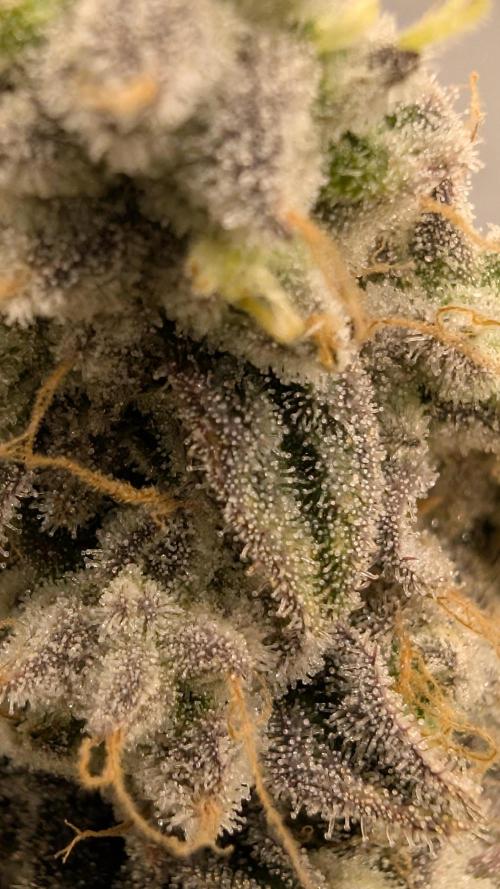 Mimosa x Orange Punch | Autopot - Athena. Week 13