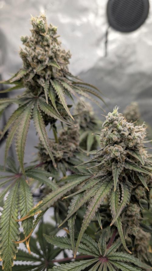 Mimosa x Orange Punch | Autopot - Athena. Week 13
