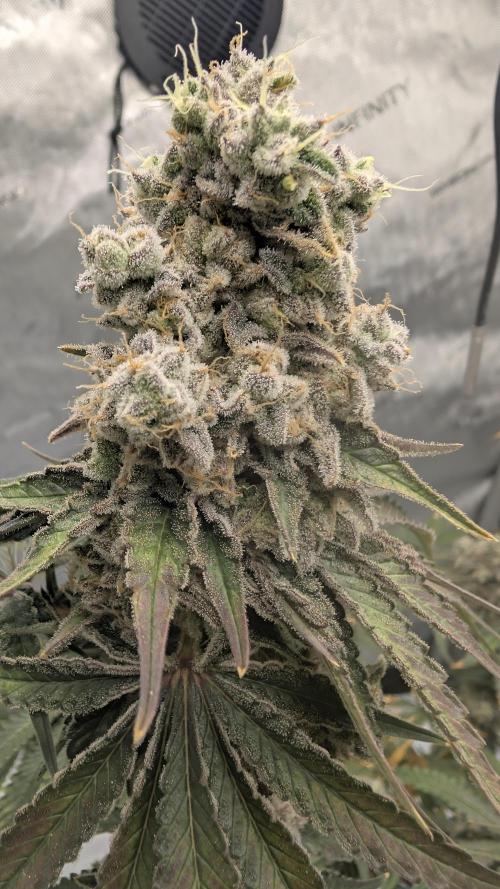 Mimosa x Orange Punch | Autopot - Athena. Week 13