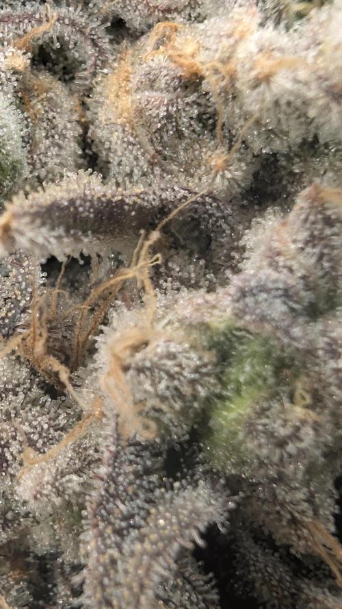 Mimosa x Orange Punch | Autopot - Athena. Week 13