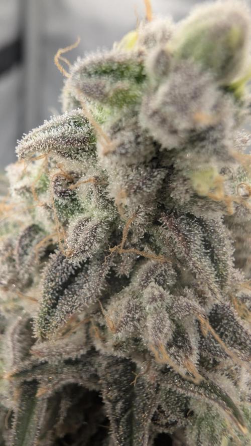 Mimosa x Orange Punch | Autopot - Athena. Week 13