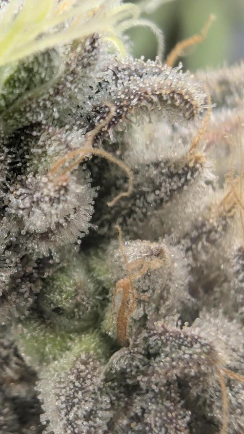 Mimosa x Orange Punch | Autopot - Athena. Week 13