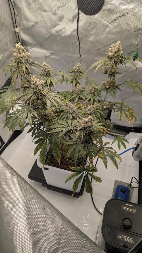 Mimosa x Orange Punch | Autopot - Athena. Week 13