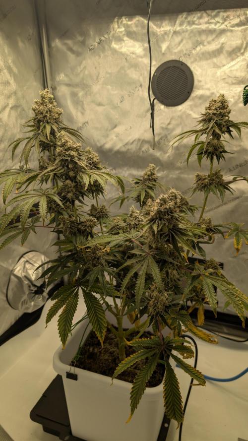 Mimosa x Orange Punch | Autopot - Athena. Week 13