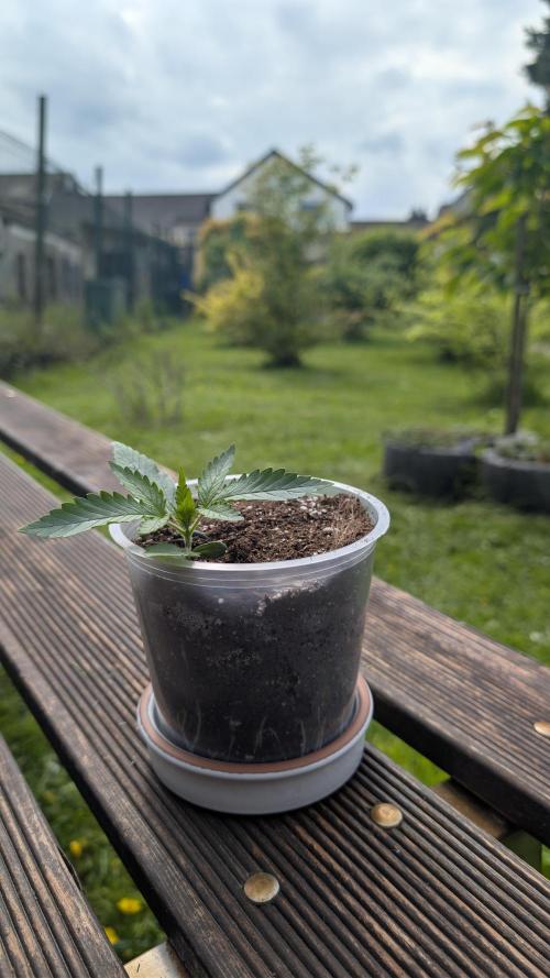 Strawberry Banana Auto - Outdoor. Week 1
