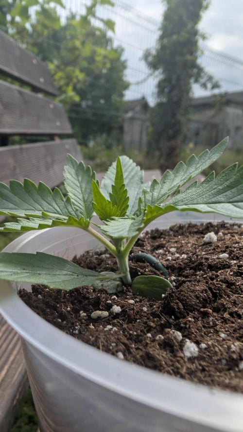 Strawberry Banana Auto - Outdoor. Week 1