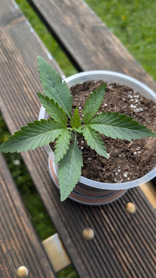 Strawberry Banana Auto - Outdoor. Week 1