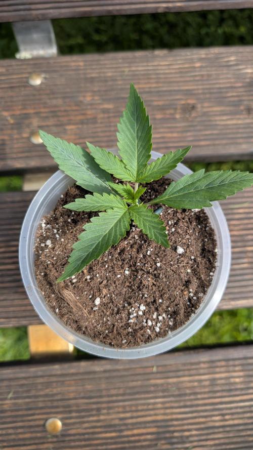 Strawberry Banana Auto - Outdoor. Week 1