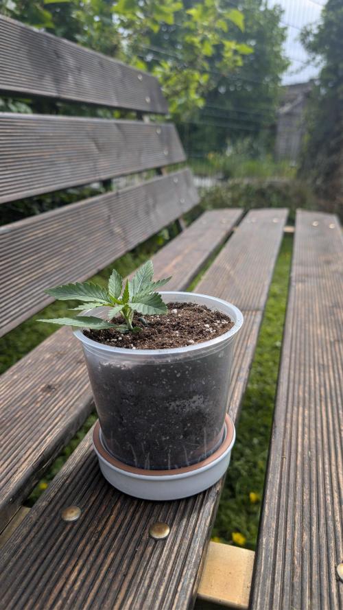 Strawberry Banana Auto - Outdoor. Week 1