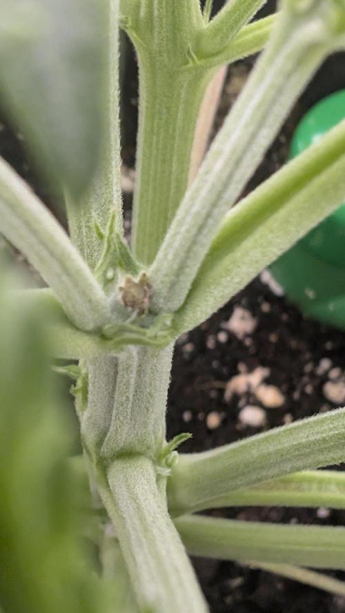Pineapple Pulse Auto. Week 3