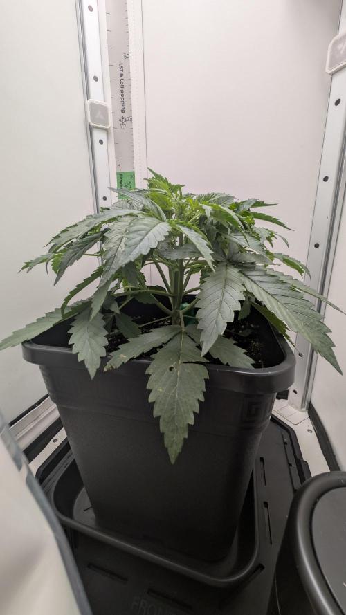 Pineapple Pulse Auto. Week 3