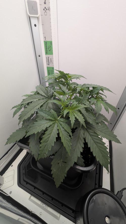 Pineapple Pulse Auto. Week 3