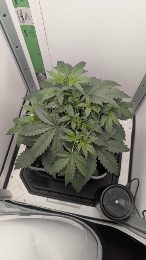 Pineapple Pulse Auto. Week 3