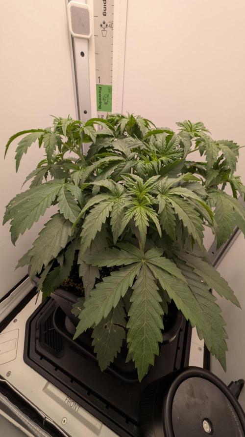 Pineapple Pulse Auto. Week 3
