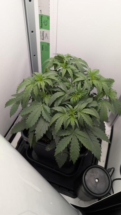 Pineapple Pulse Auto. Week 3
