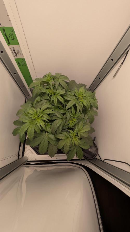 Pineapple Pulse Auto. Week 3