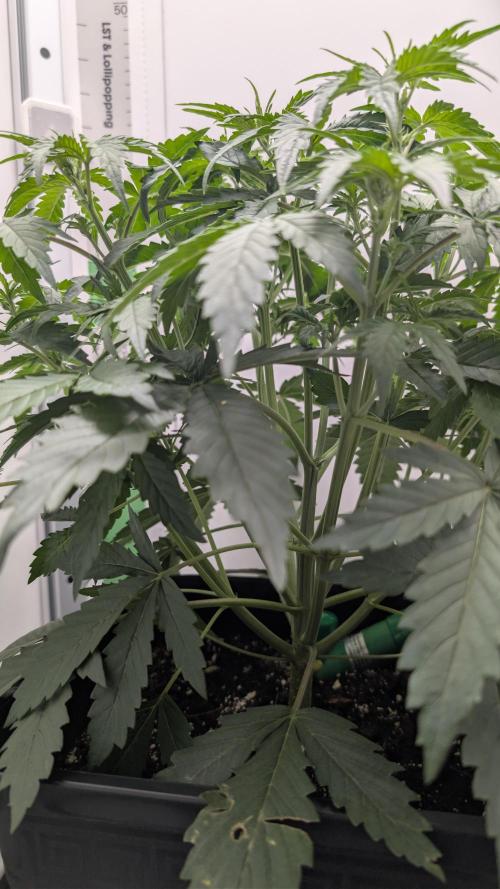 Pineapple Pulse Auto. Week 3