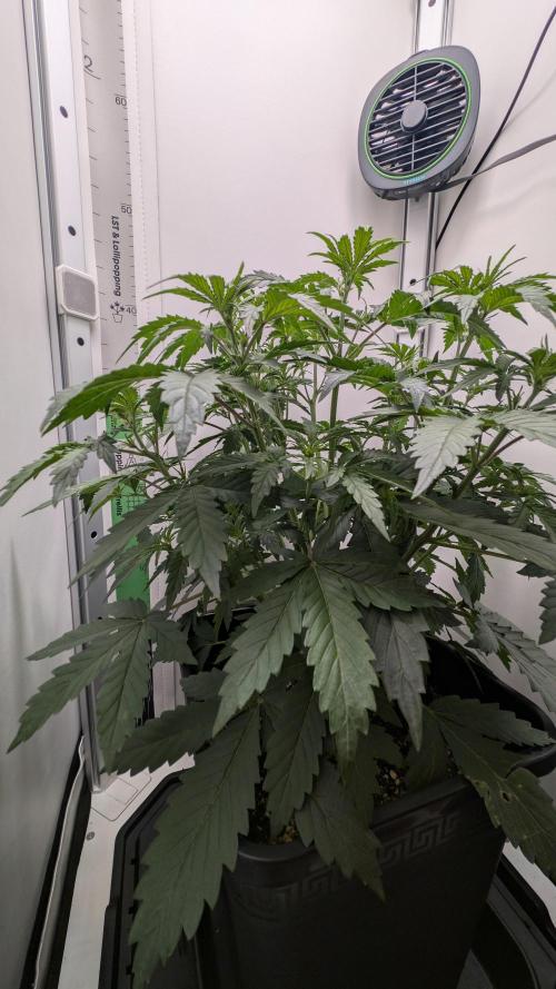 Pineapple Pulse Auto. Week 3