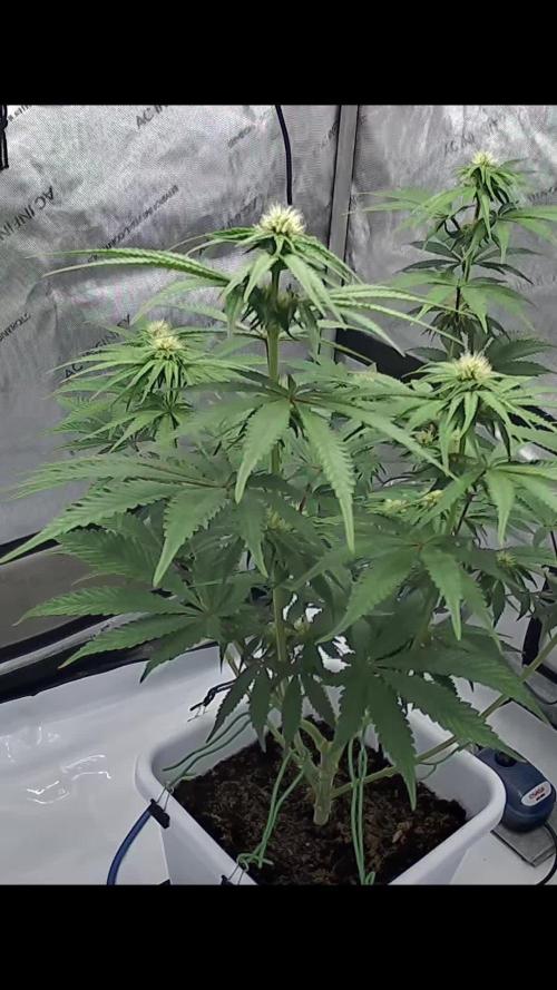 Mimosa x Orange Punch | Autopot - Athena