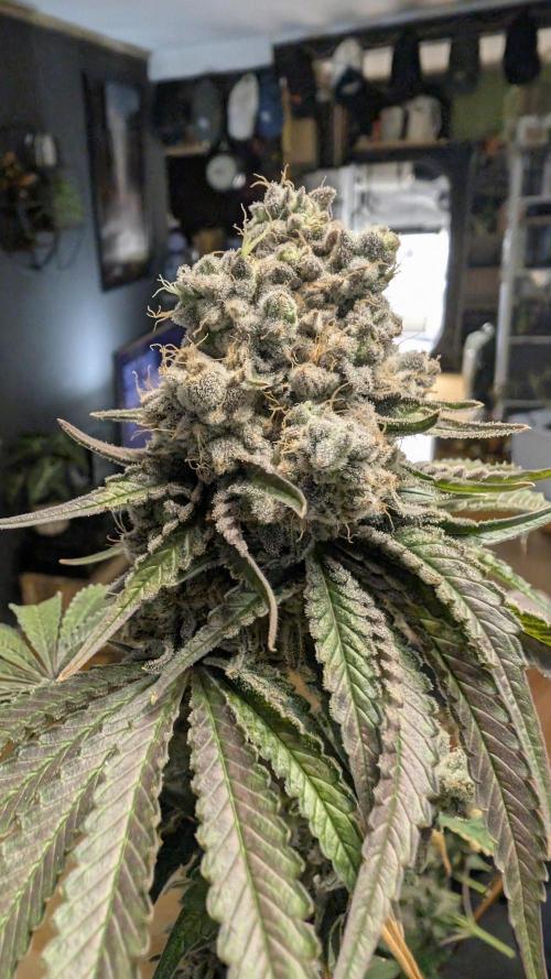 Mimosa x Orange Punch | Autopot - Athena. Week 14