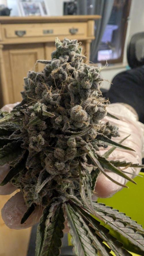 Mimosa x Orange Punch. Week 14