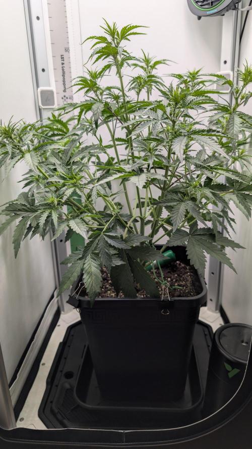 Pineapple Pulse Auto. Week 4